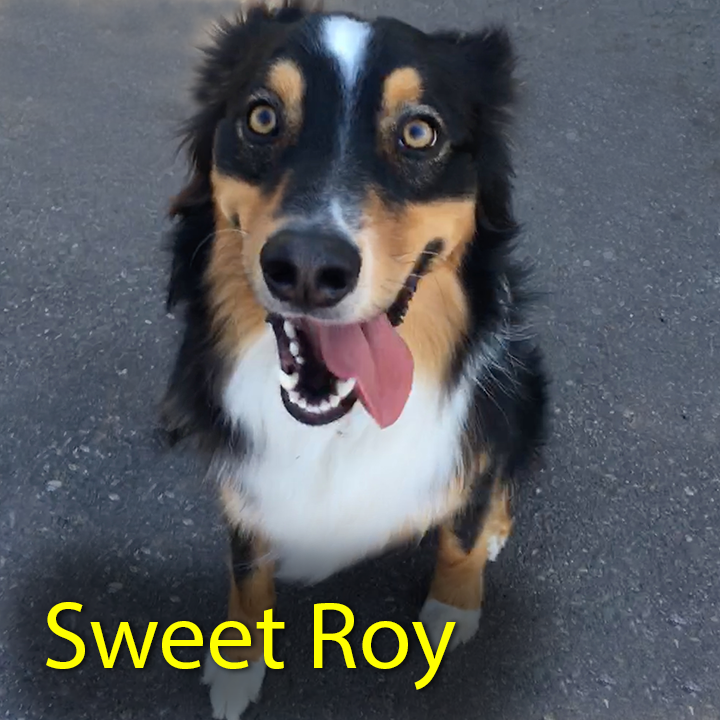 Jules Royalty Pet Care - Sweet Roy