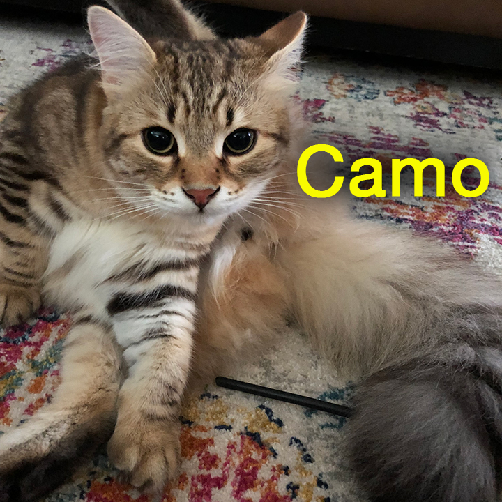 Camo-Jules Royalty Pet Care