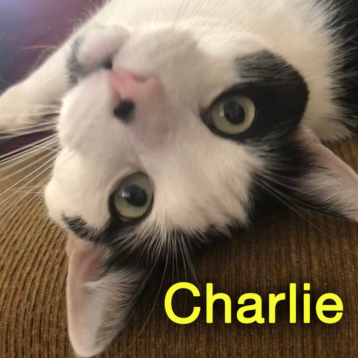 Charlie-Jules Royalt Pet Care