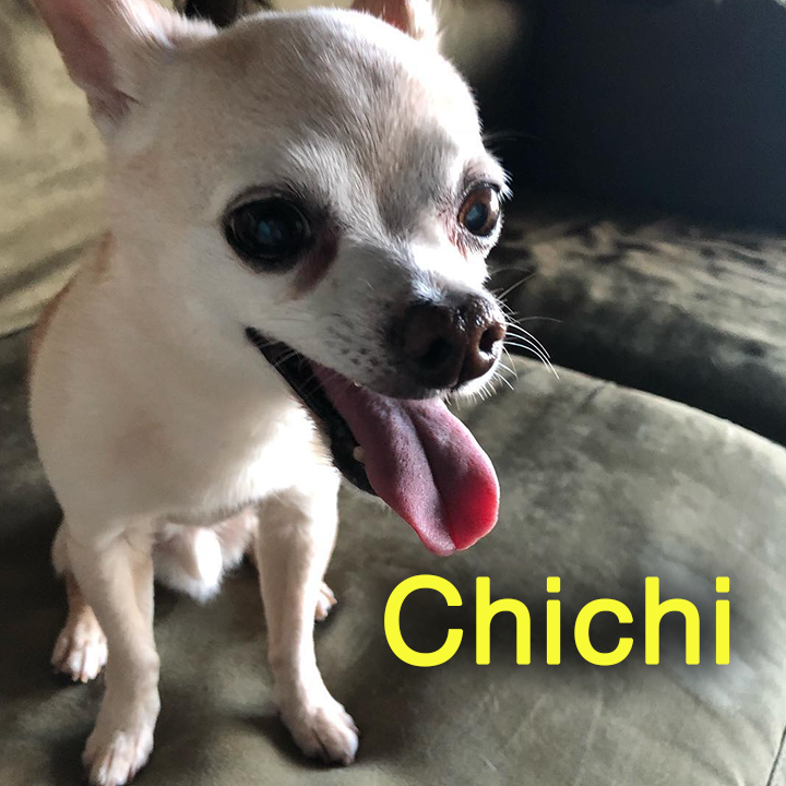 Chichi-Jules Royalty Pet Care