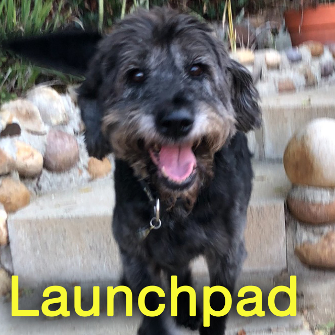 Launchpad-Jules Royalty Pet Care